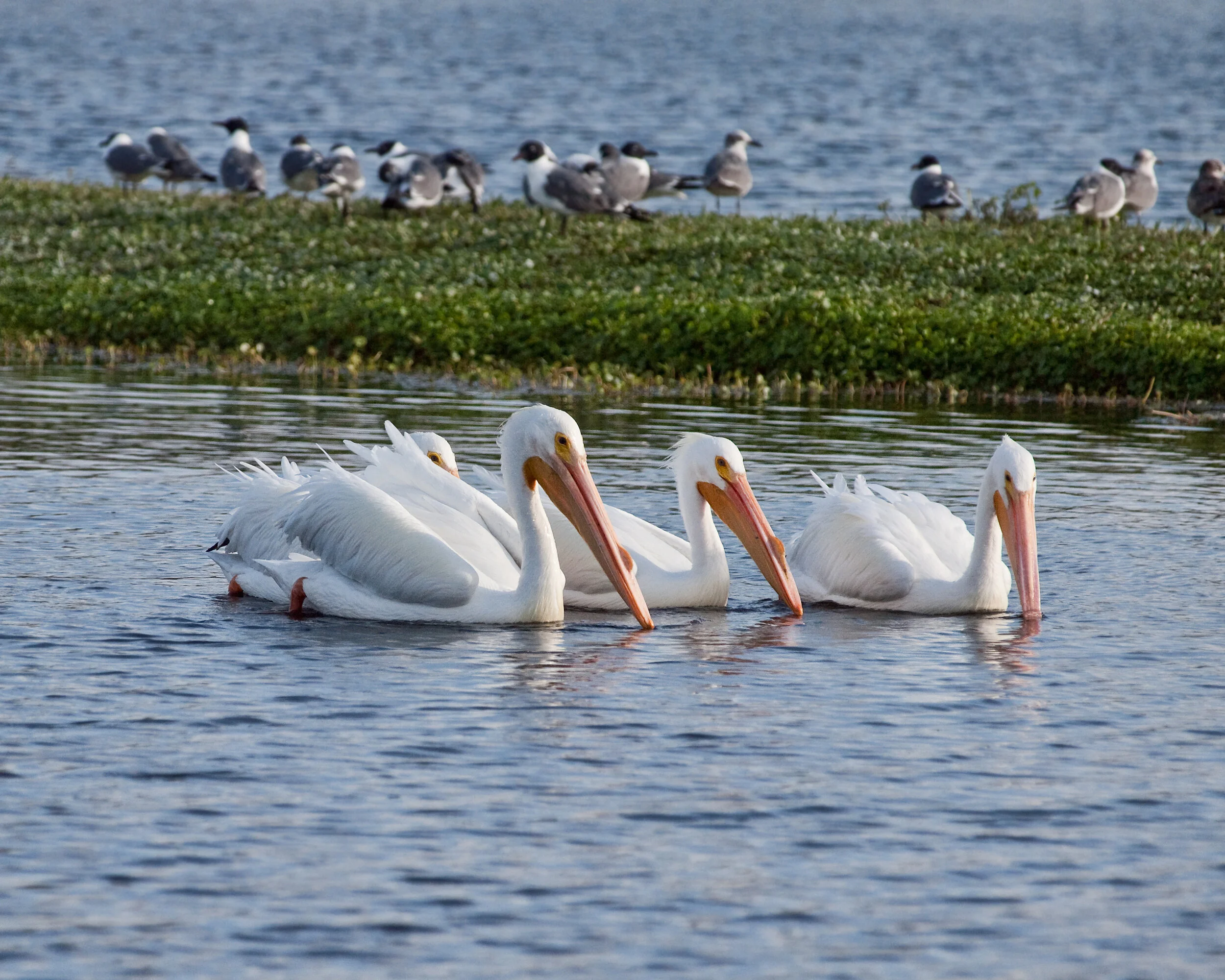pelican3724.jpg