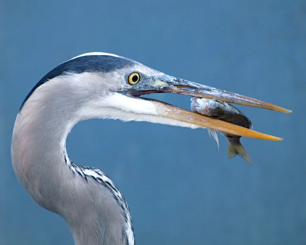 Heron12864e.jpg