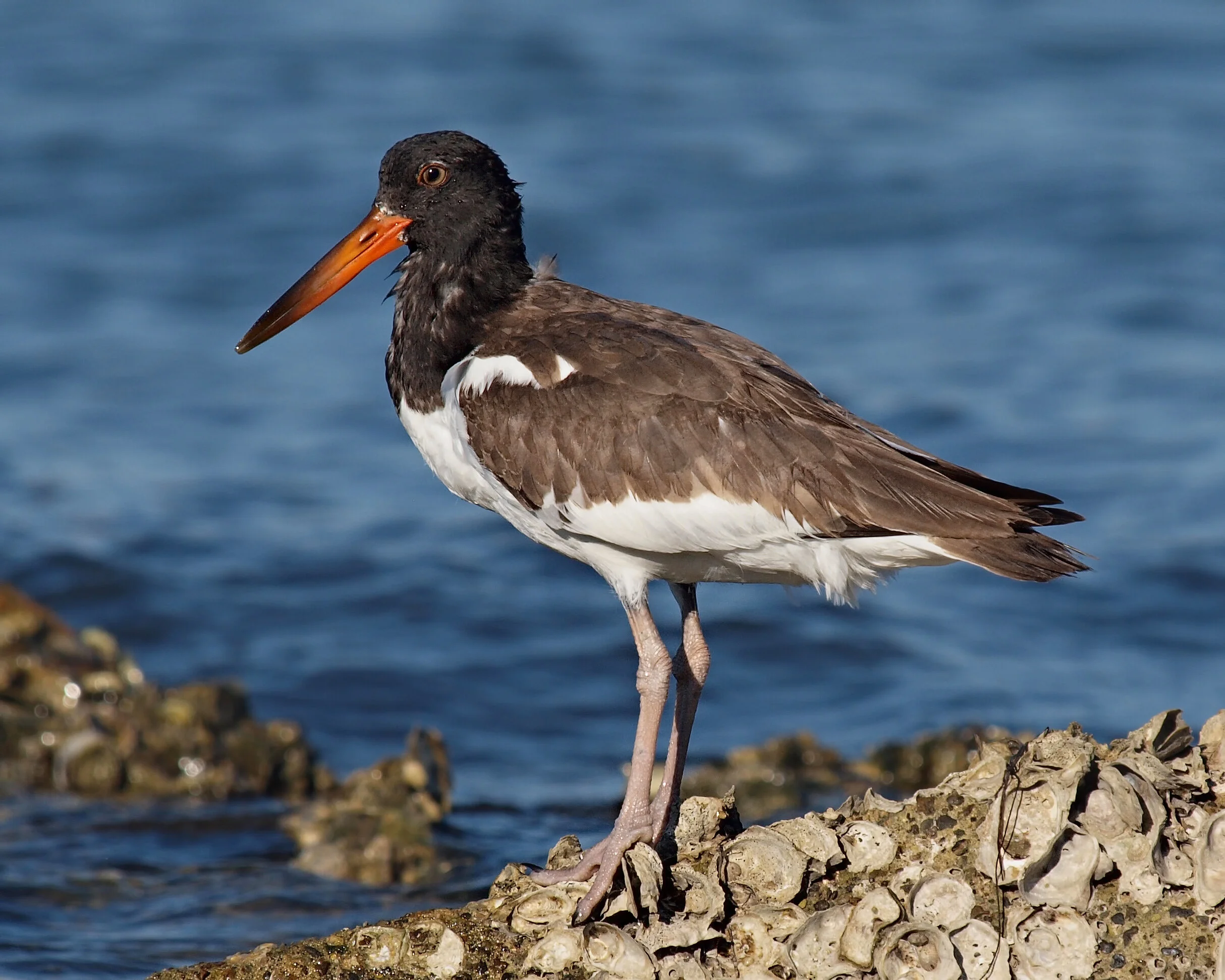 AmericanOystercatcher4865.jpg