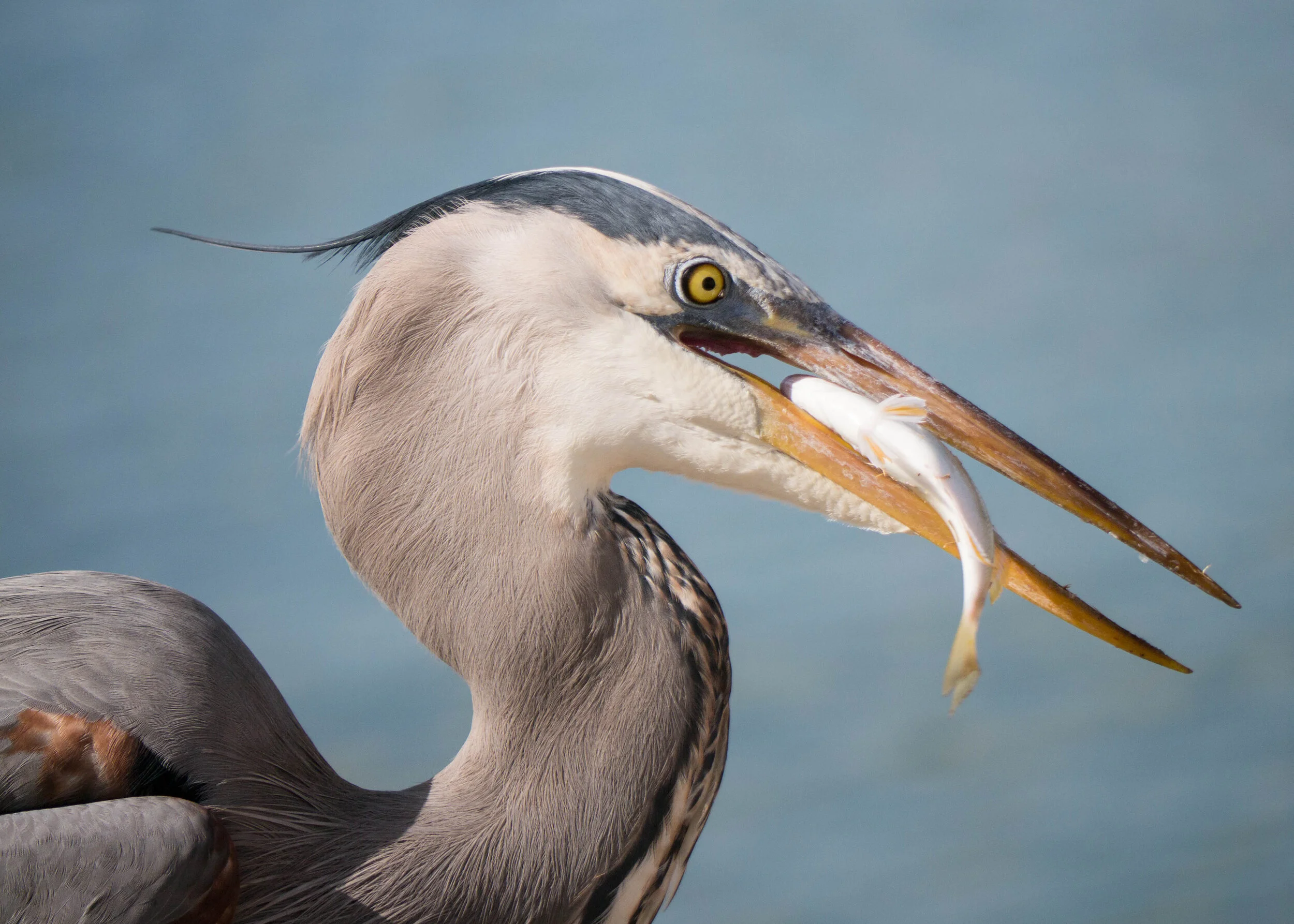 blue heron000144.jpg