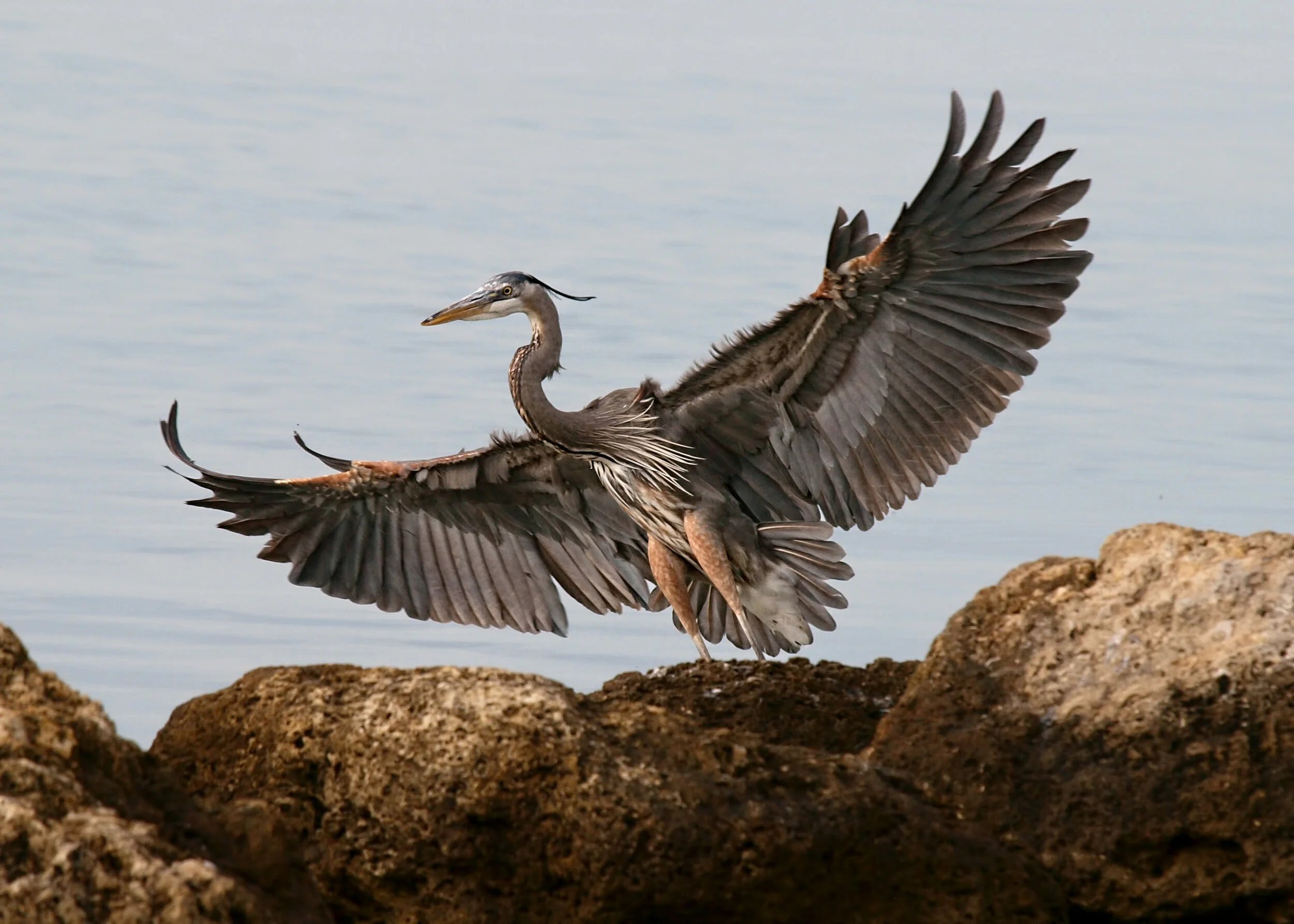 heron0309.jpg
