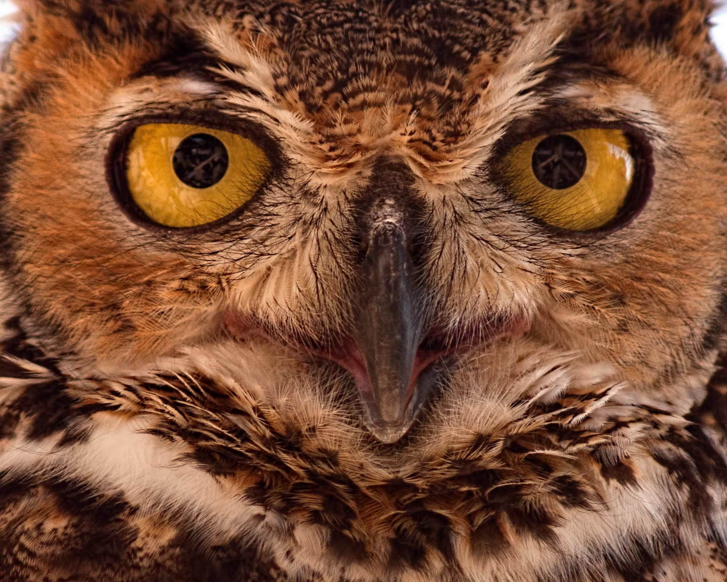owl7794.jpg