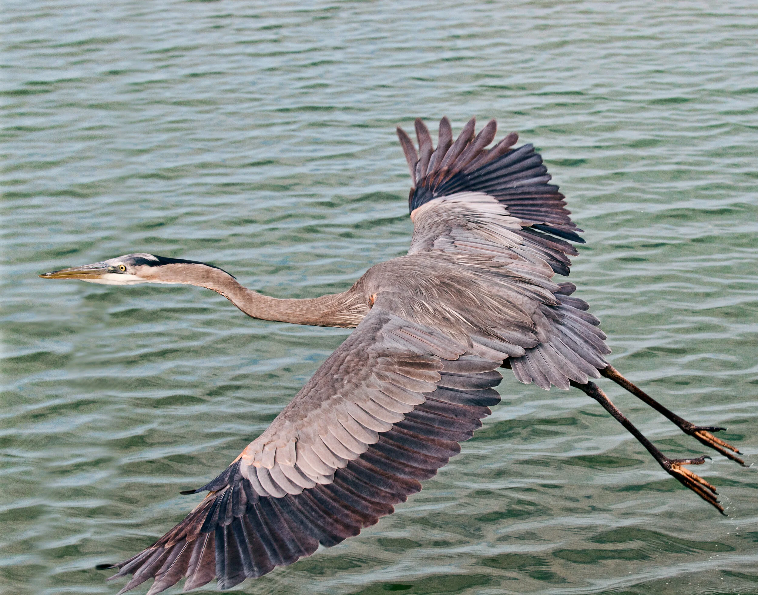 Heron0349a.jpg