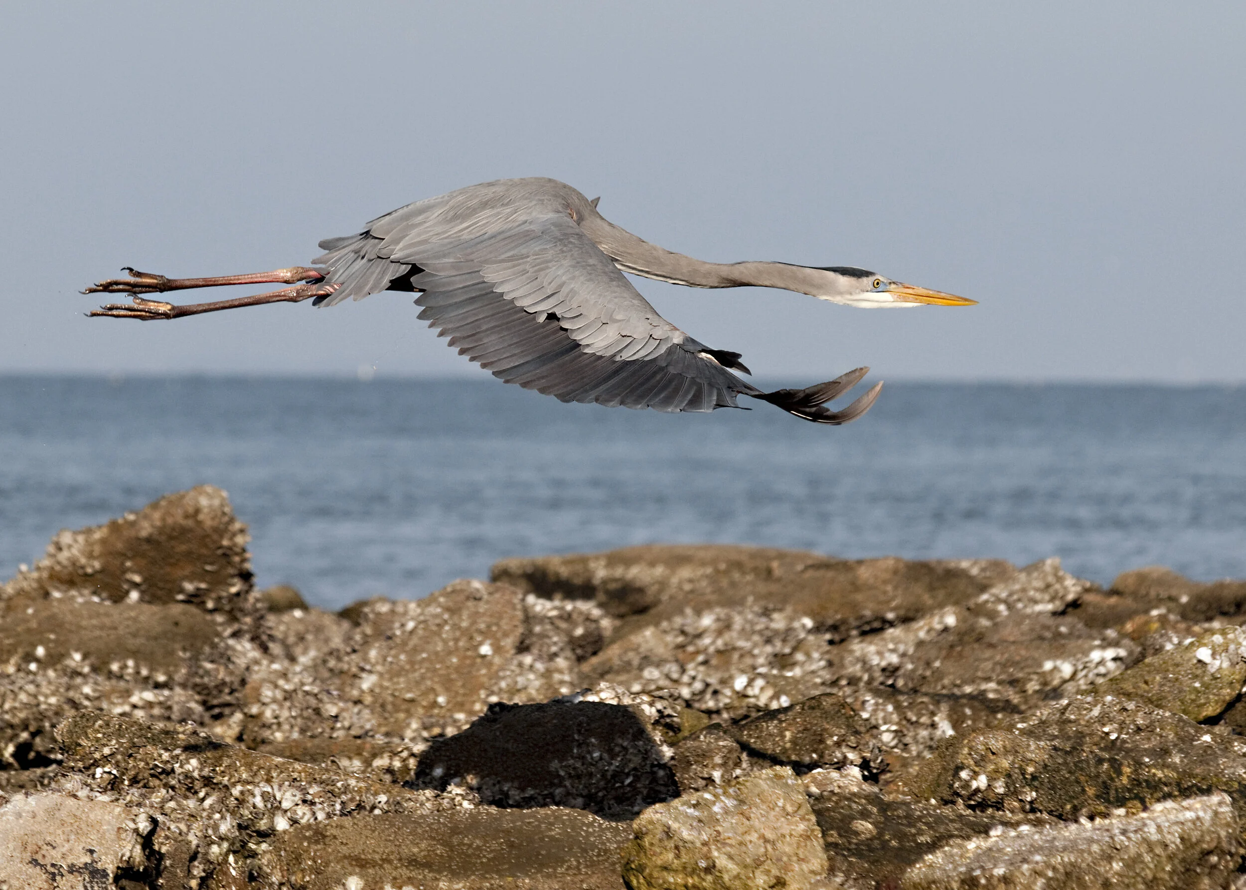 blue heron0026.jpg