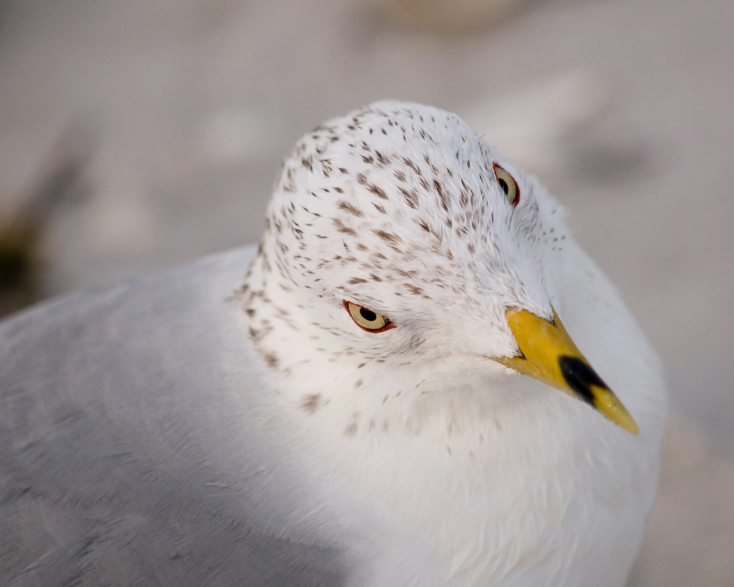 seagull6213.jpg
