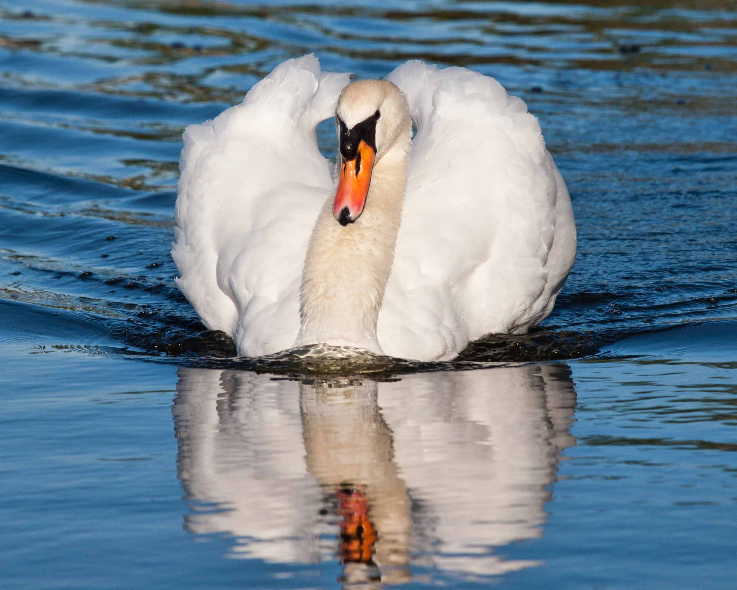 swan7244.jpg