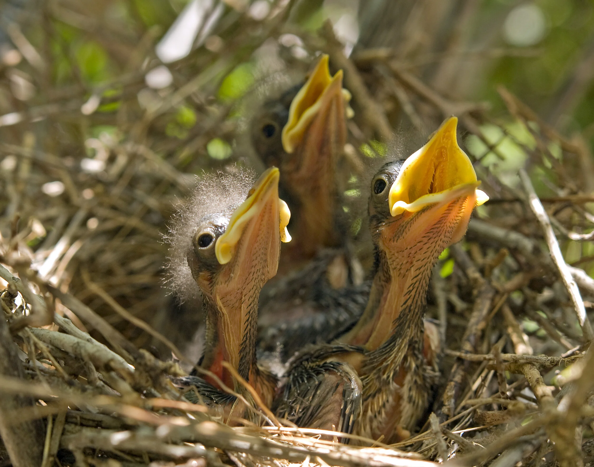 Babies1363.jpg