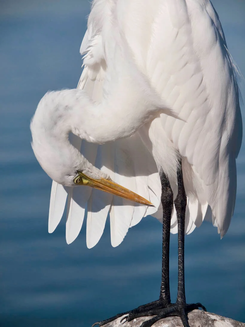 egret9467e.jpg