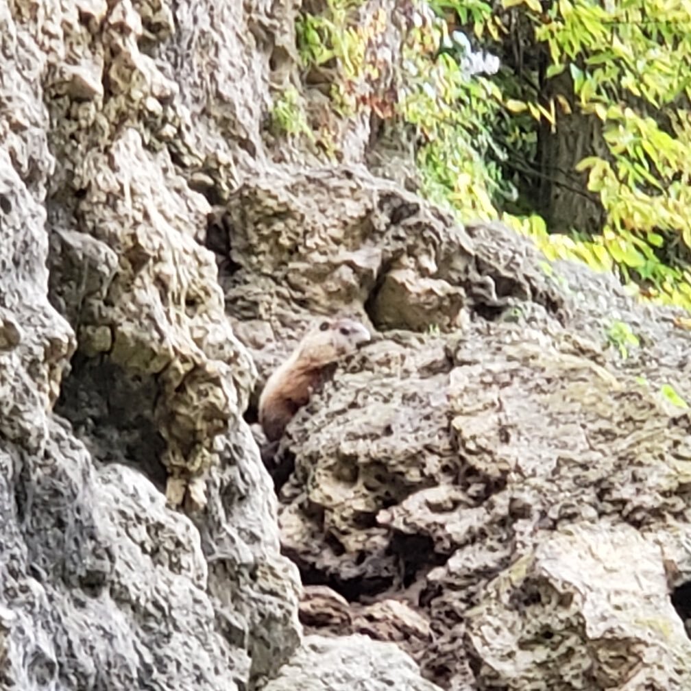 The mythical Pictured Rocks Groundhog emerging from the Comic Gallery cave. It saw its shadow and announced to us that the sending season will persist 6 weeks longer this season. It then proceeded to free solo Julie&rsquo;s Kiss and return to its dwe