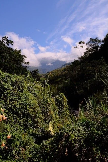 2022 color story for OFNF - 3.jpeg