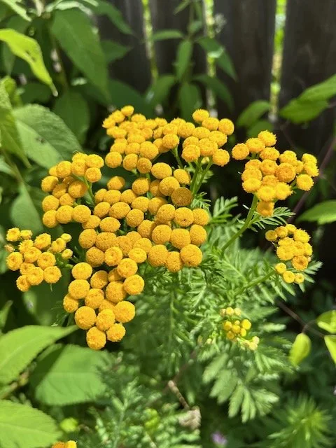 2022 color story for OFNF - 53.jpeg