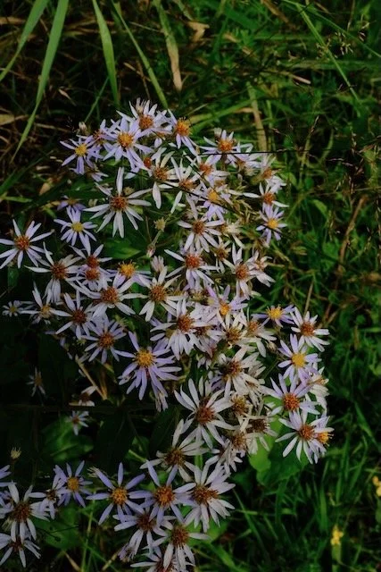 2022 color story for OFNF - 85.jpeg