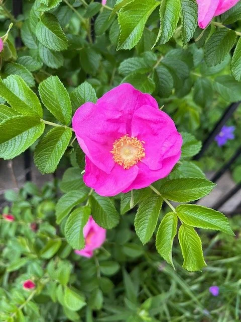 2022 color story for OFNF - 35.jpeg