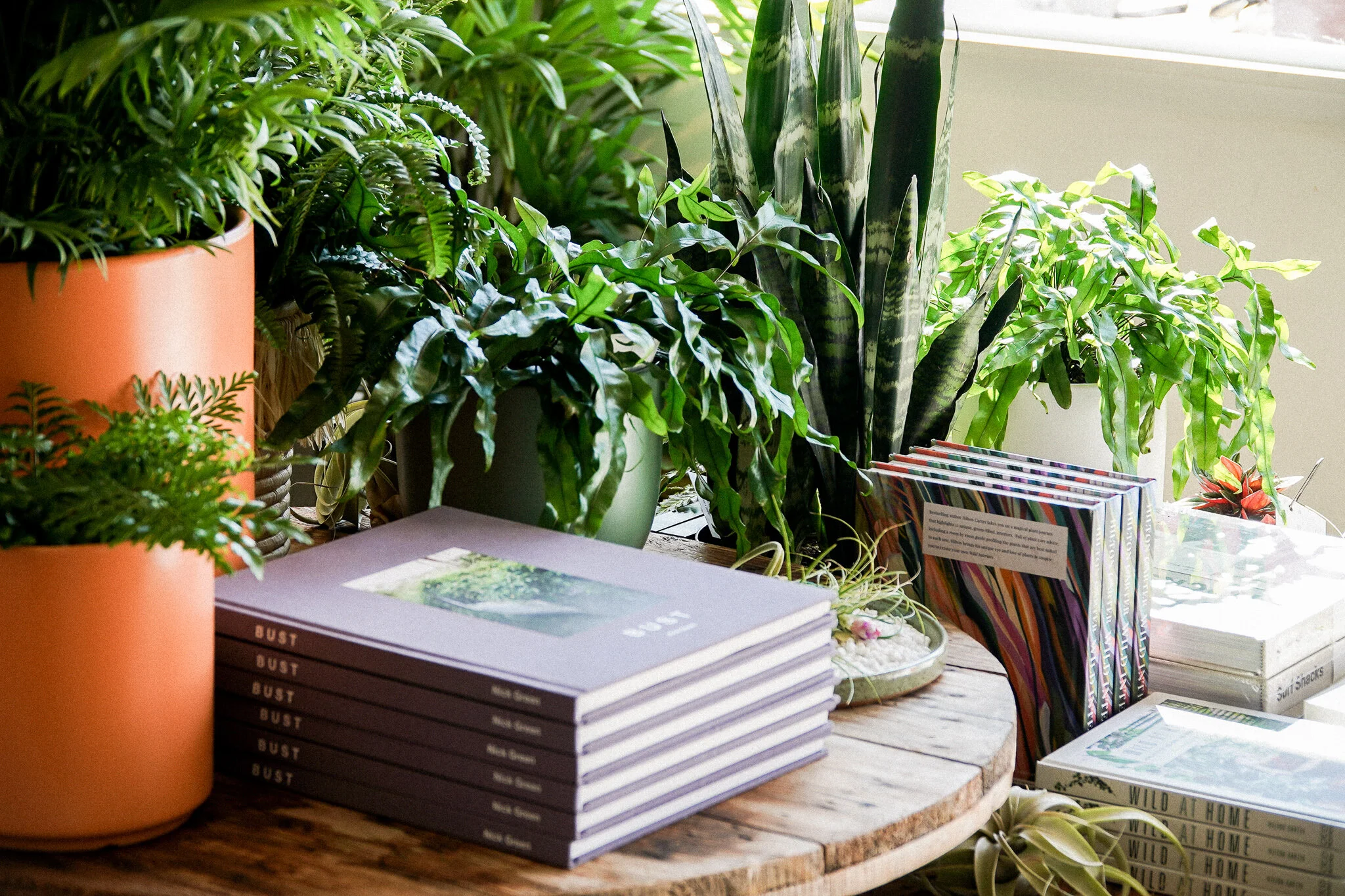 Ornamental Plant Boutique Oceanside Plant Shop at The Rising Co.