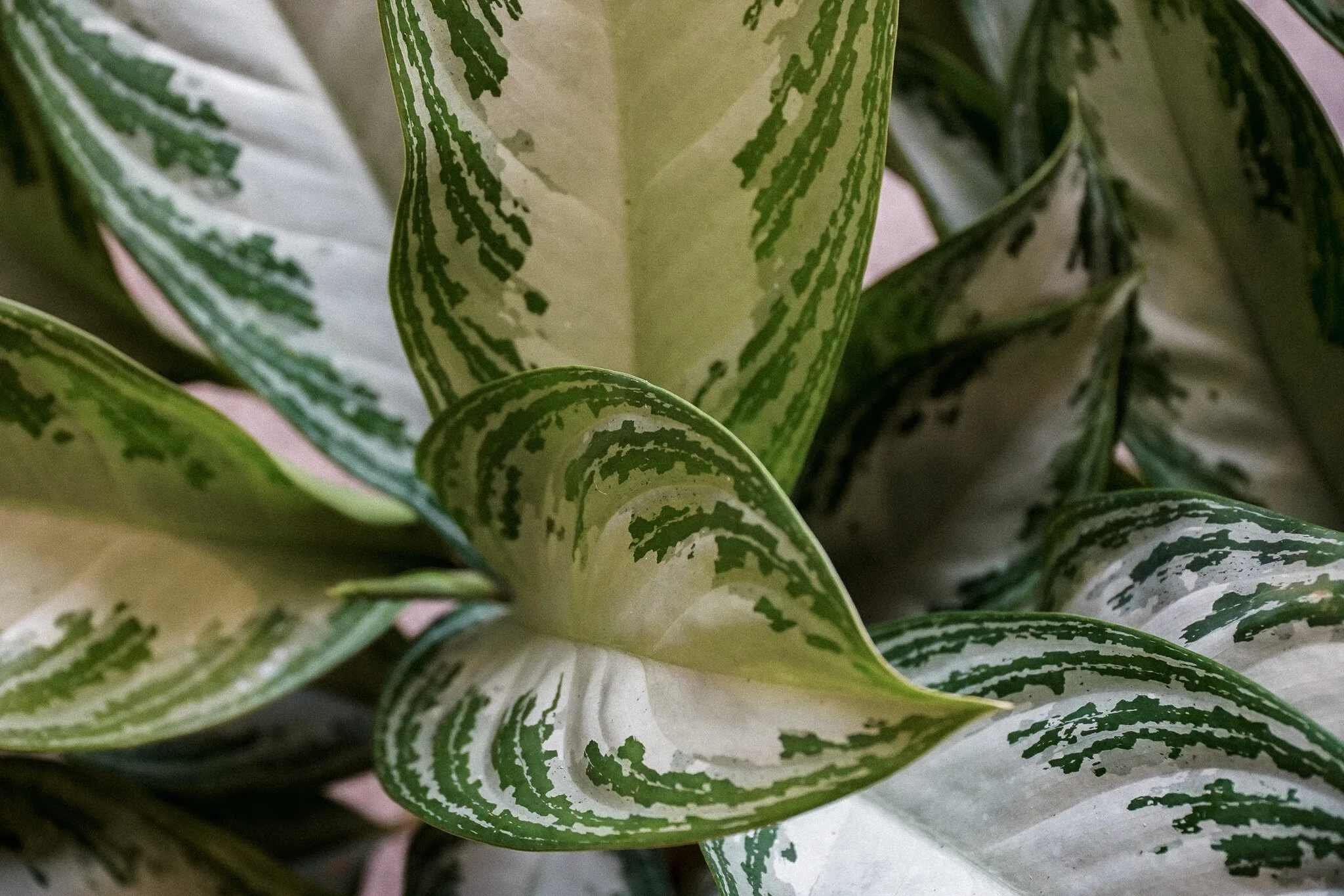 Ornamental Plant Boutique Oceanside Plant Shop at The Rising Co.