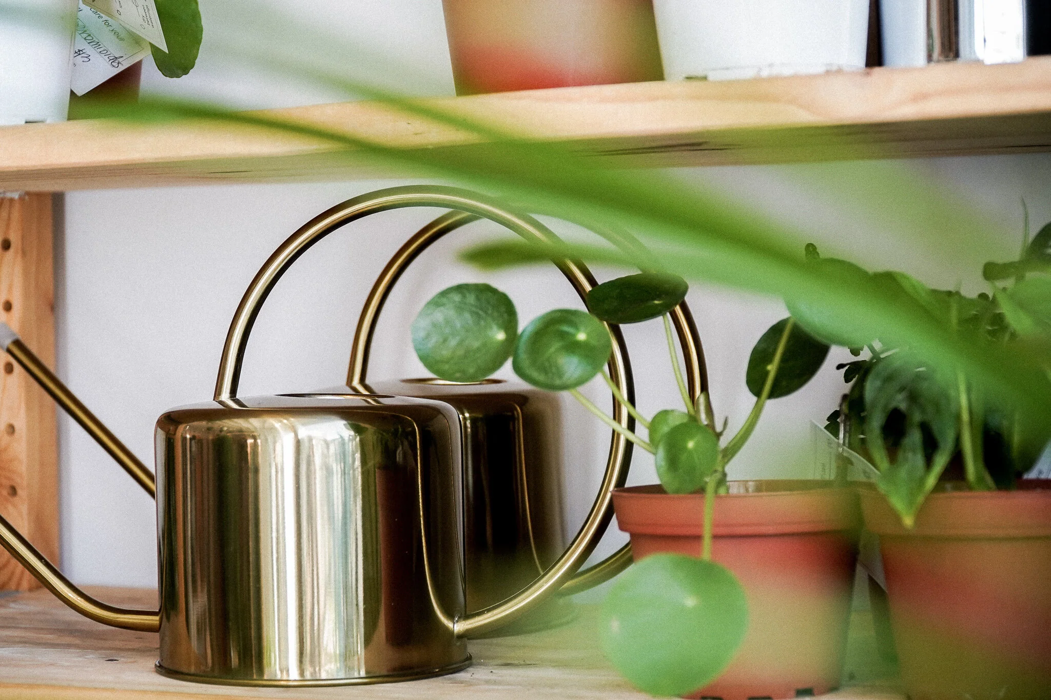 Chinese Money Plant Care — Ornamental Plant Boutique Oceanside Plant