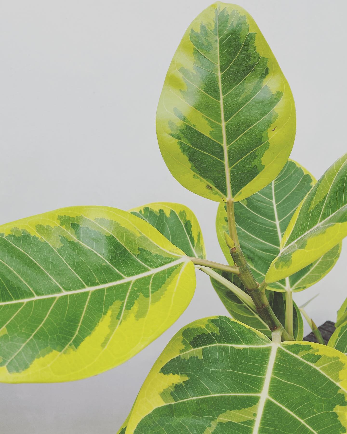 Ficus altissima ✨A new favorite ✨ 
All the height and grace of its cousin the Fiddle Leaf Fig without the fuss 😉 Easy to care for and easy to love 💛💚
