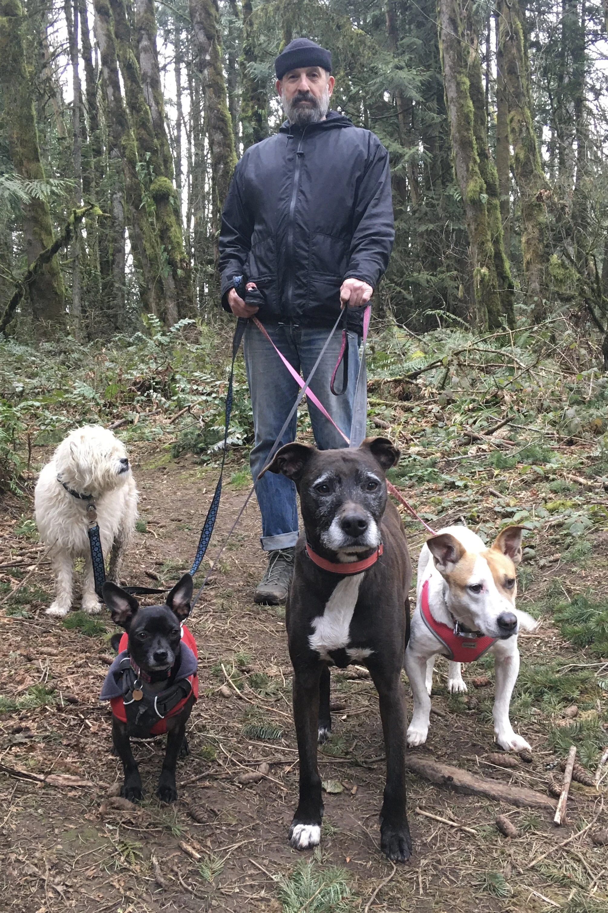 Nick walks his 4 dogs through the forest.