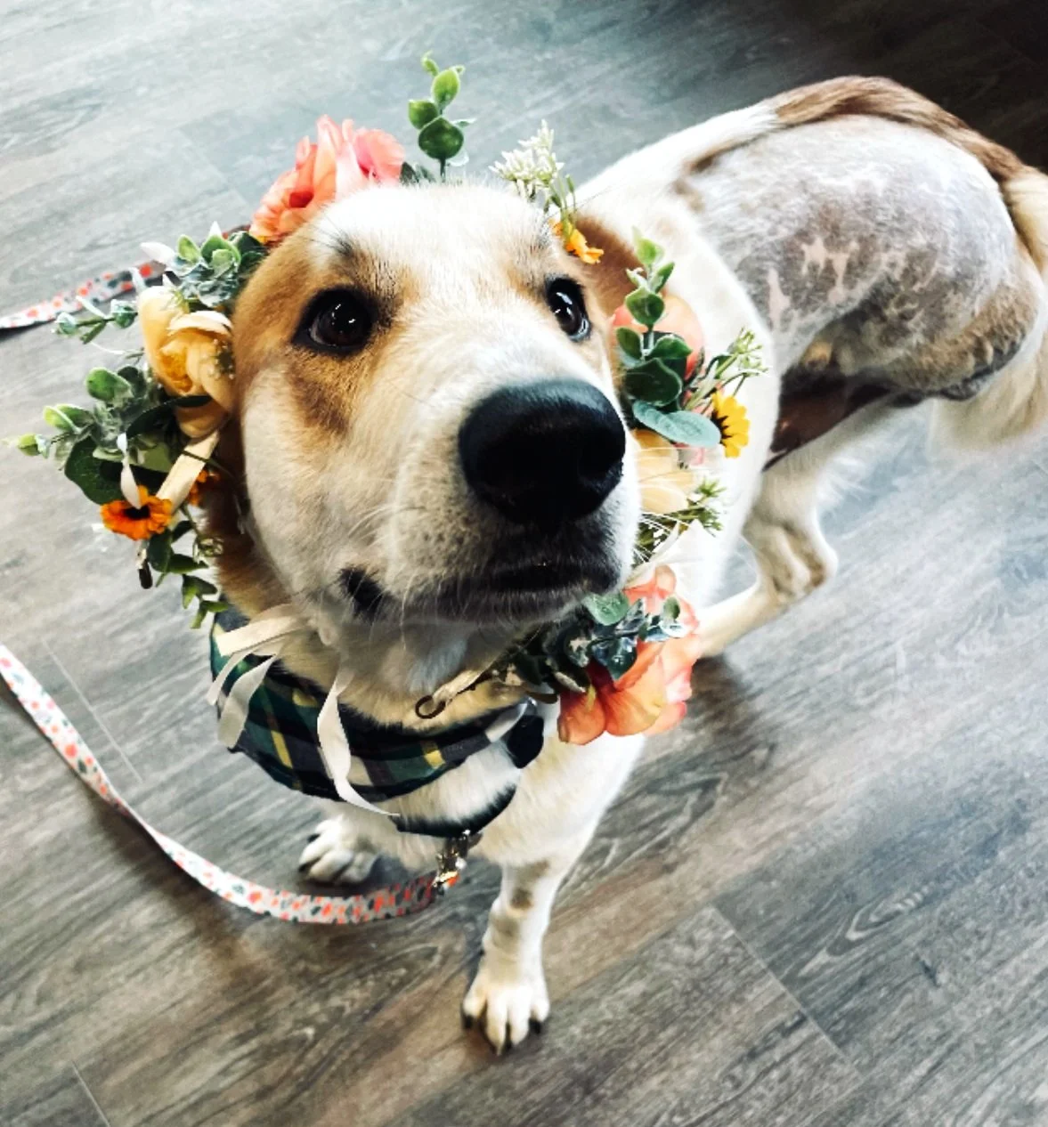 A shepherd mix looks up at the camera, while wearing a flower crown. The dog's leg was recently amputated and he is shaved.