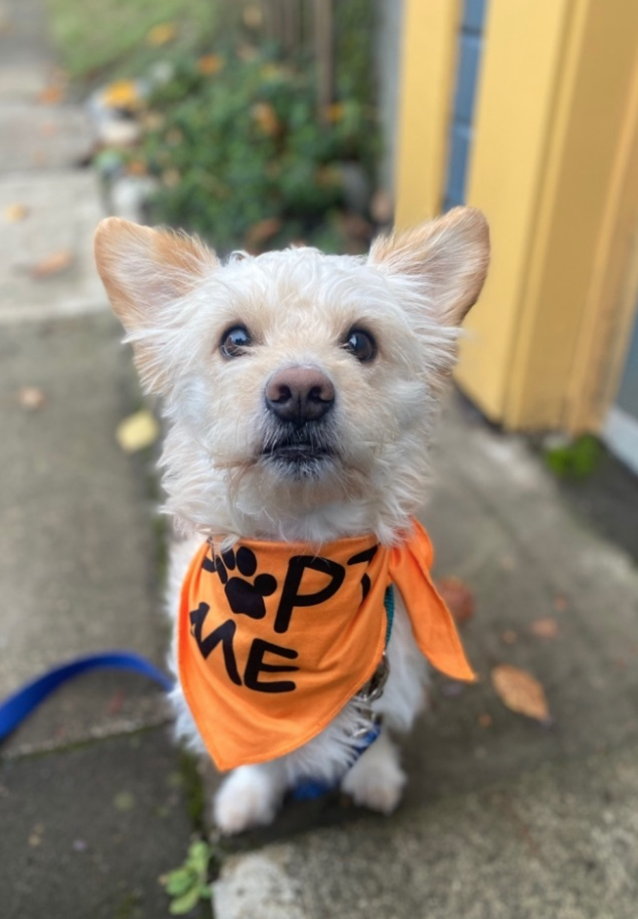 A small, peach-colored, terrier looks at the camera wearing an orange "adopt me" bandana.