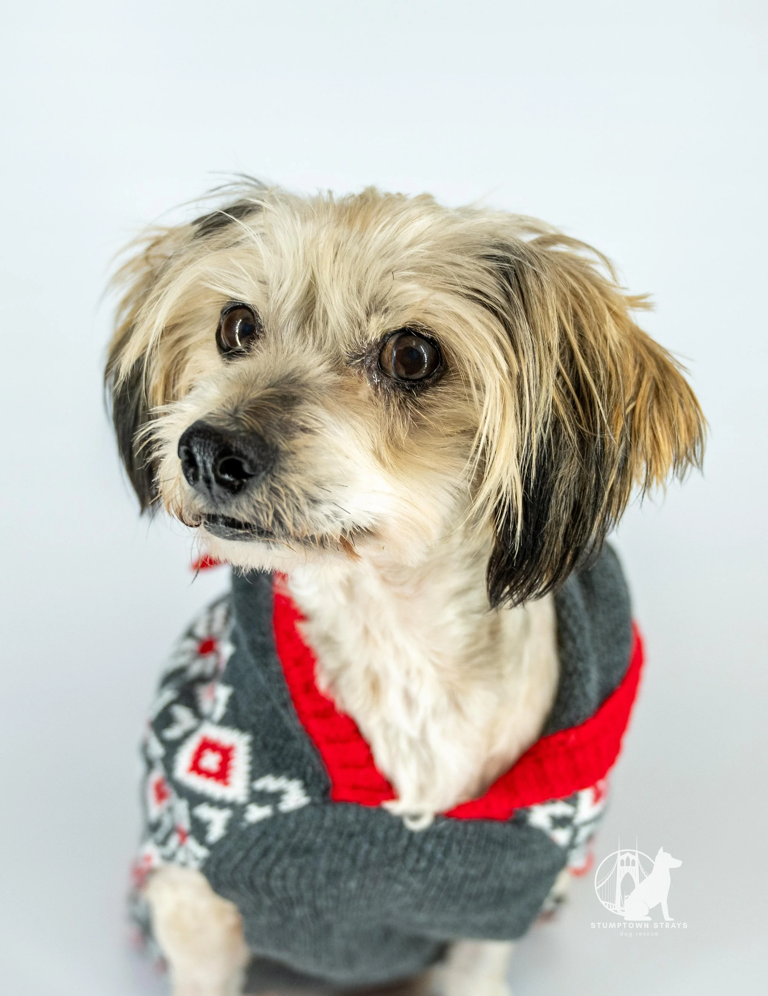 A small dog sits in front of a white background wearing a sweater