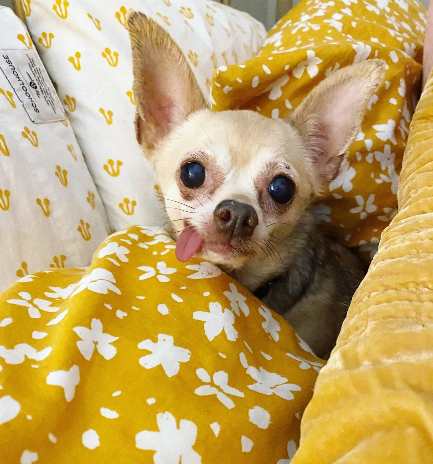 A chihuahua is snuggled in a blanket with their tongue sticking out.
