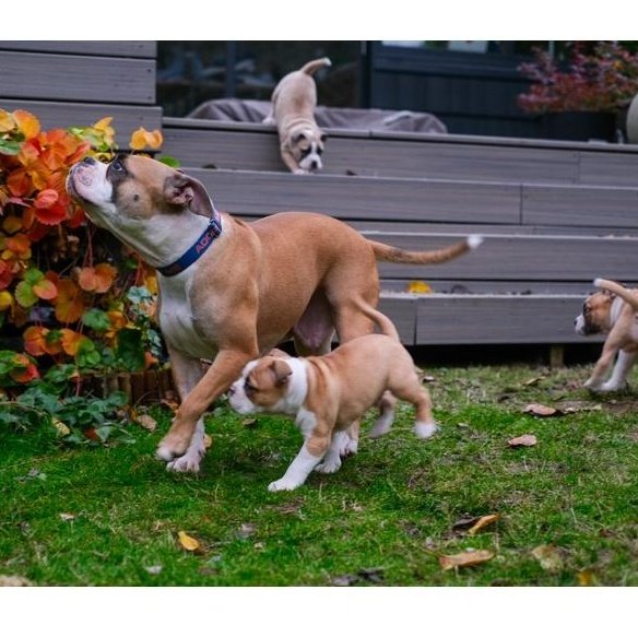 A brown and white dog sniffs a plant while her 3 puppies play around her.