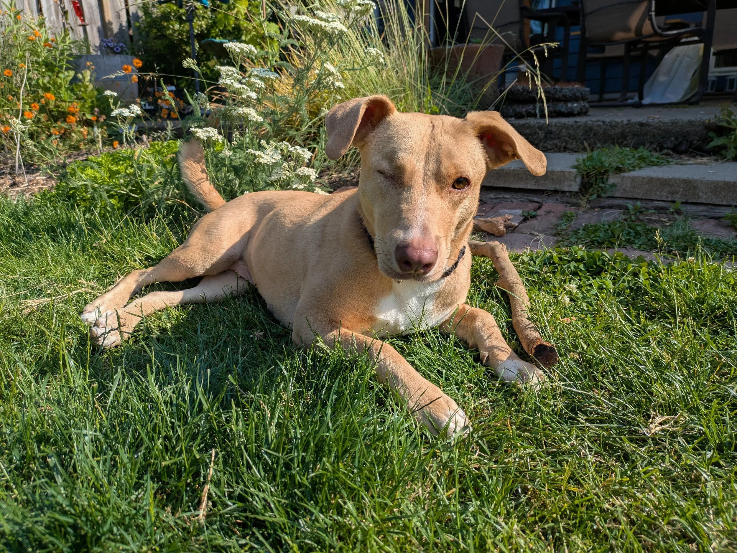 A light brown dog lays in the grass.