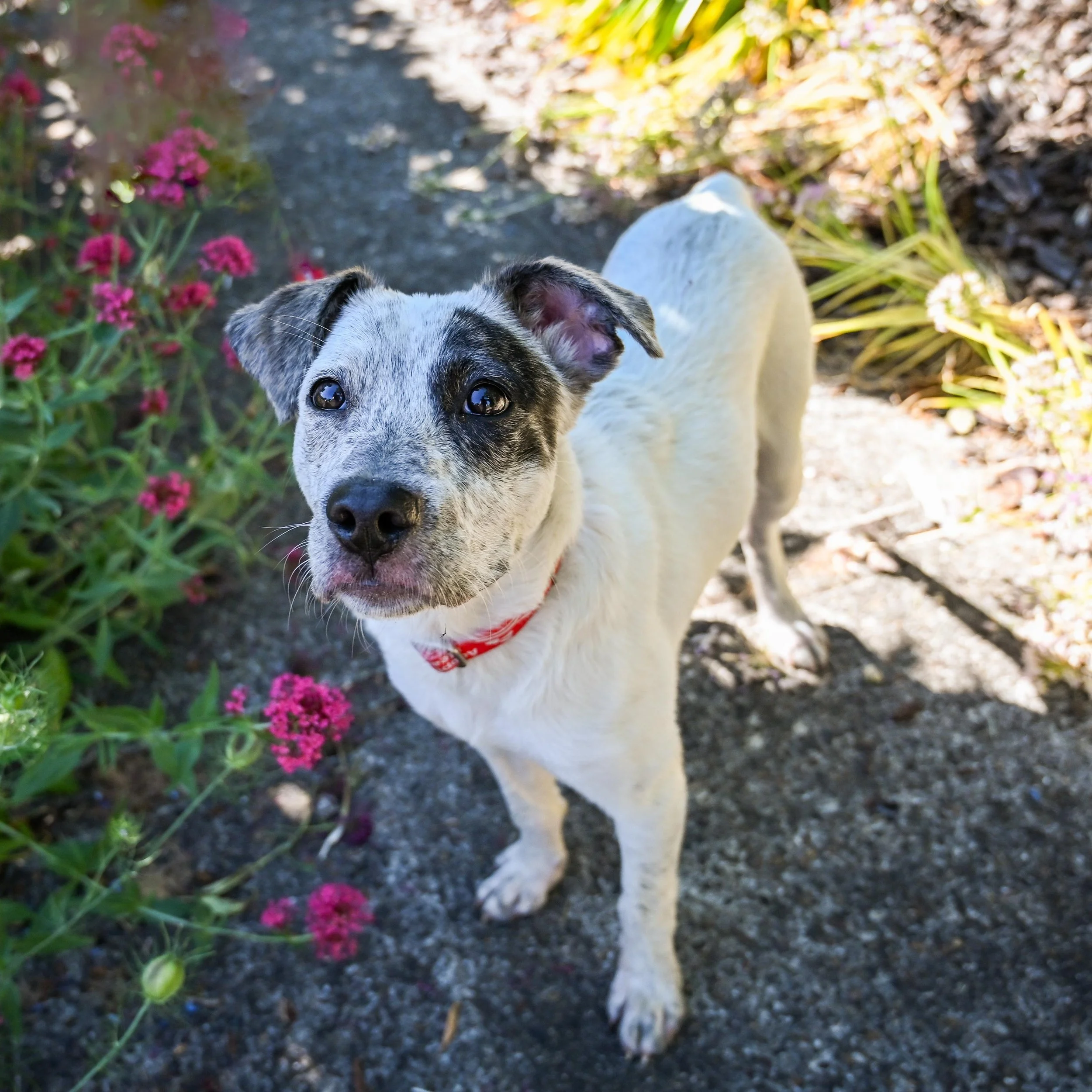 A white and gray cattle dog mix stands next to pink flowers.