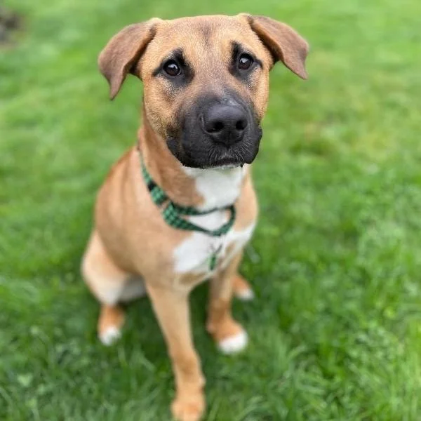 A brown and white dog with a black nose sits in the grass