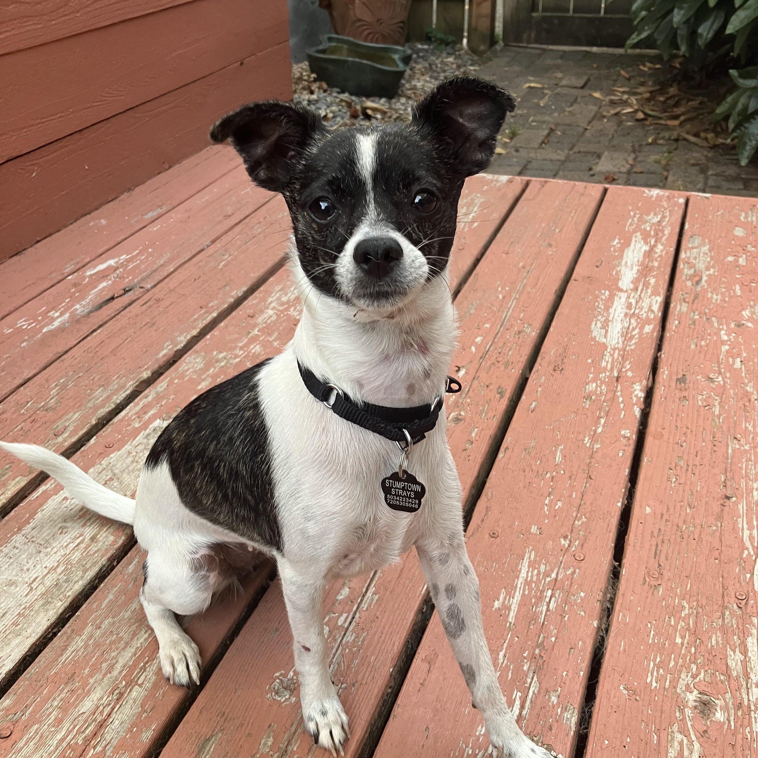 A black and white chihuahua poses on the deck of a house.