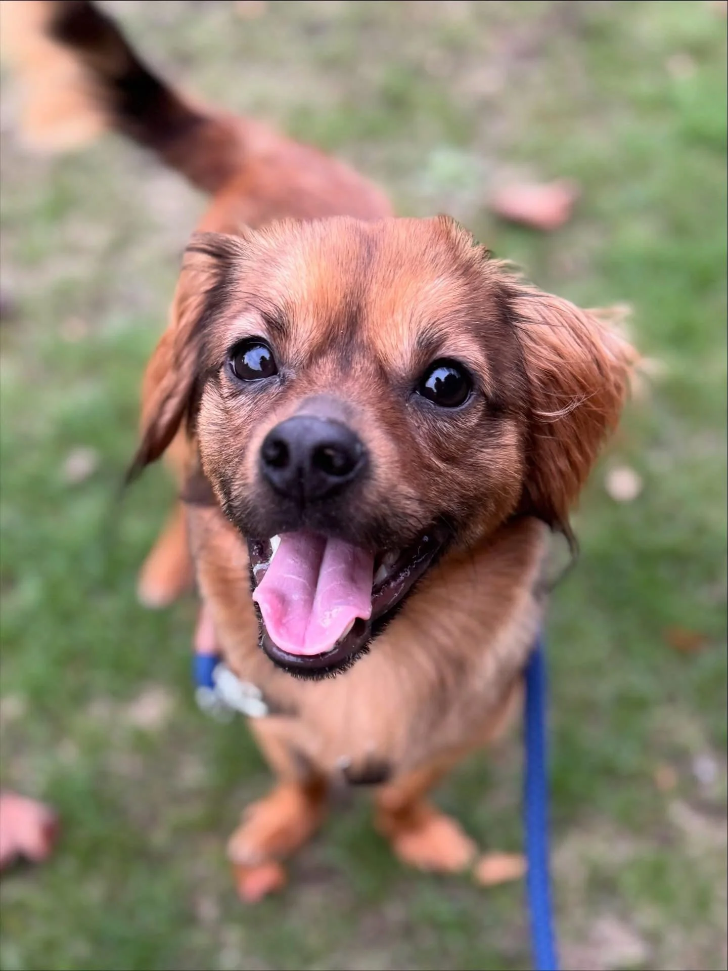 Gus