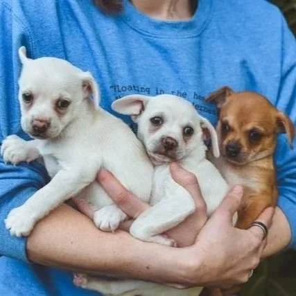 Tuna Melt and Blueberry Smoothie
