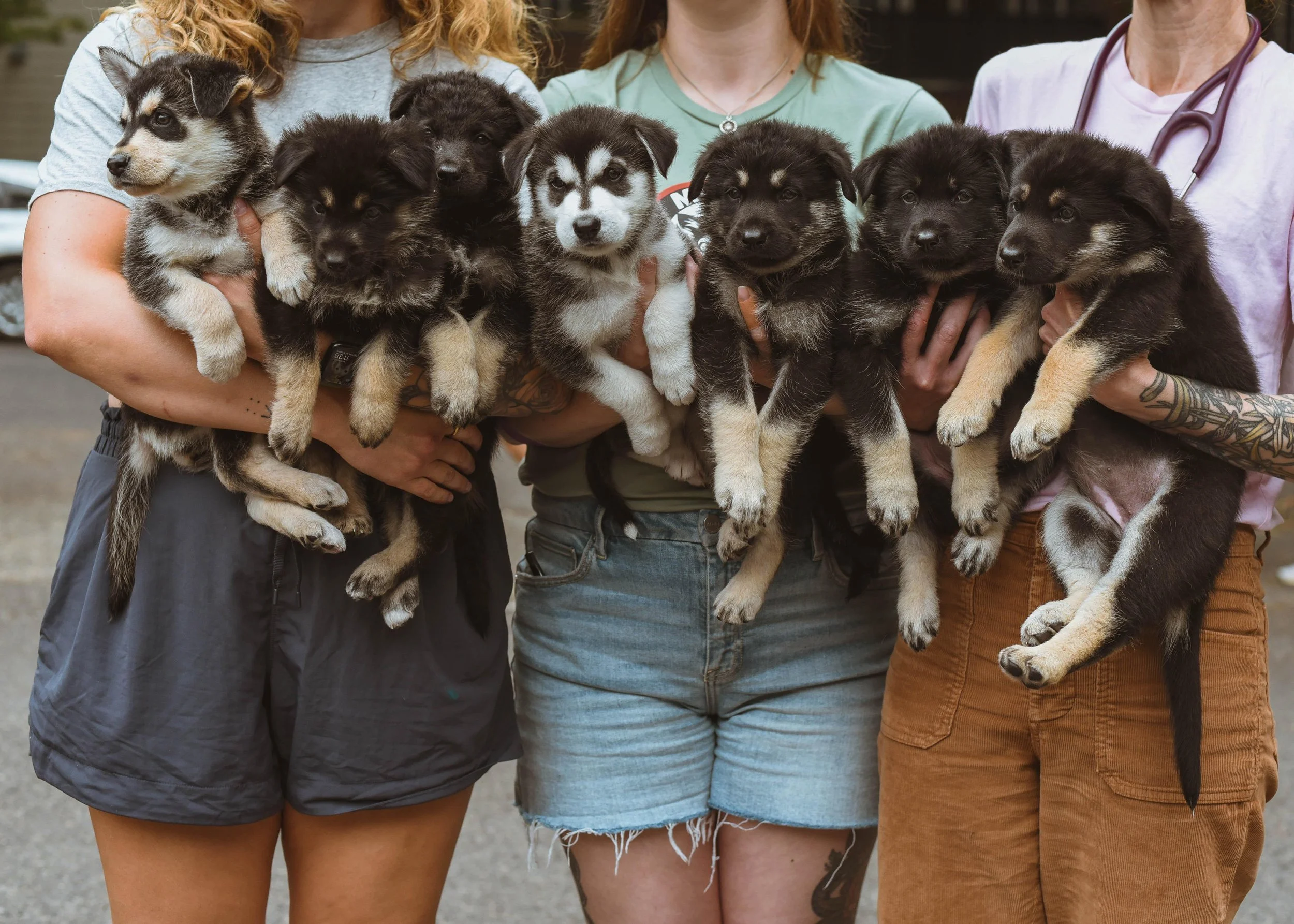 Potato Puppies