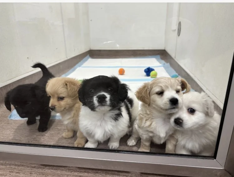 Summer Puppies