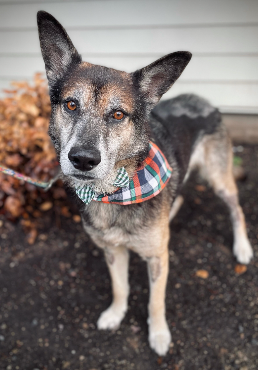 A German Shepherd mix looks at the camera. They have bright brown eyes and wearing an orange plaid bandana.