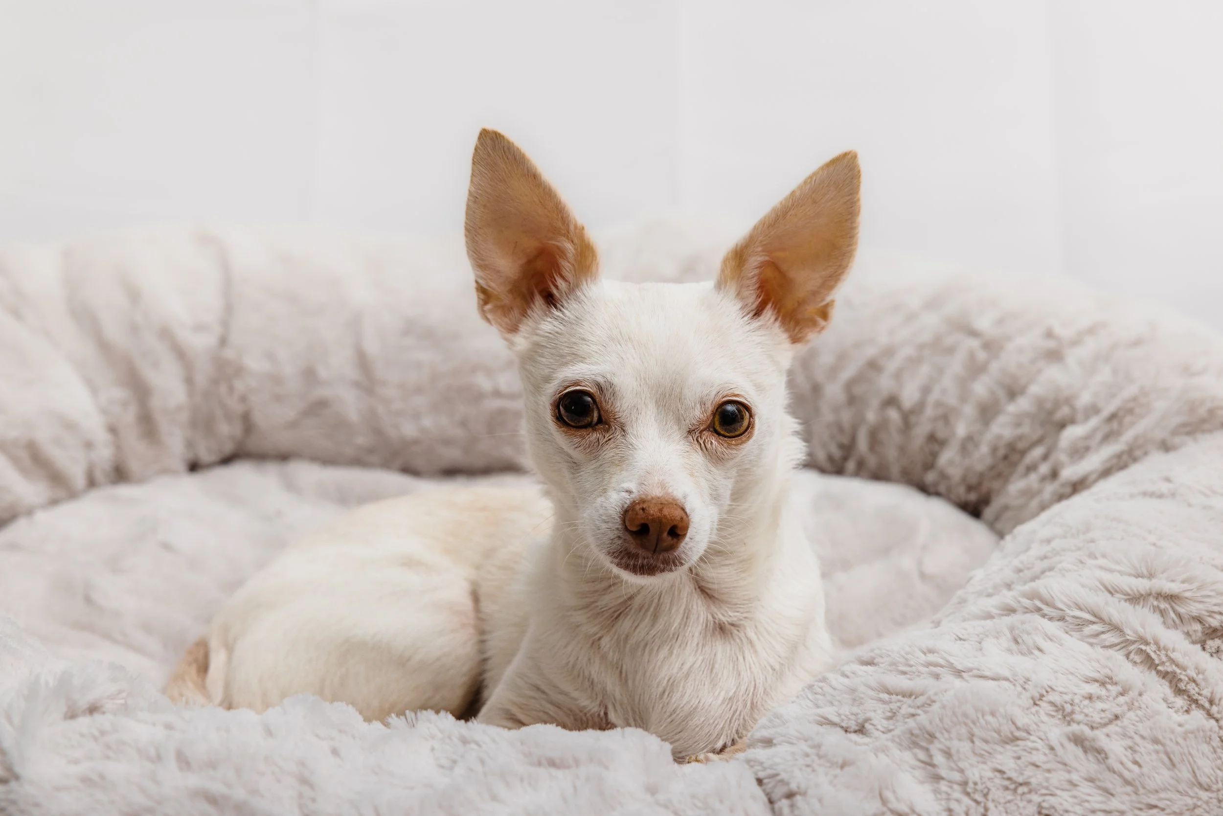 A white chihuahua lays in a bed.