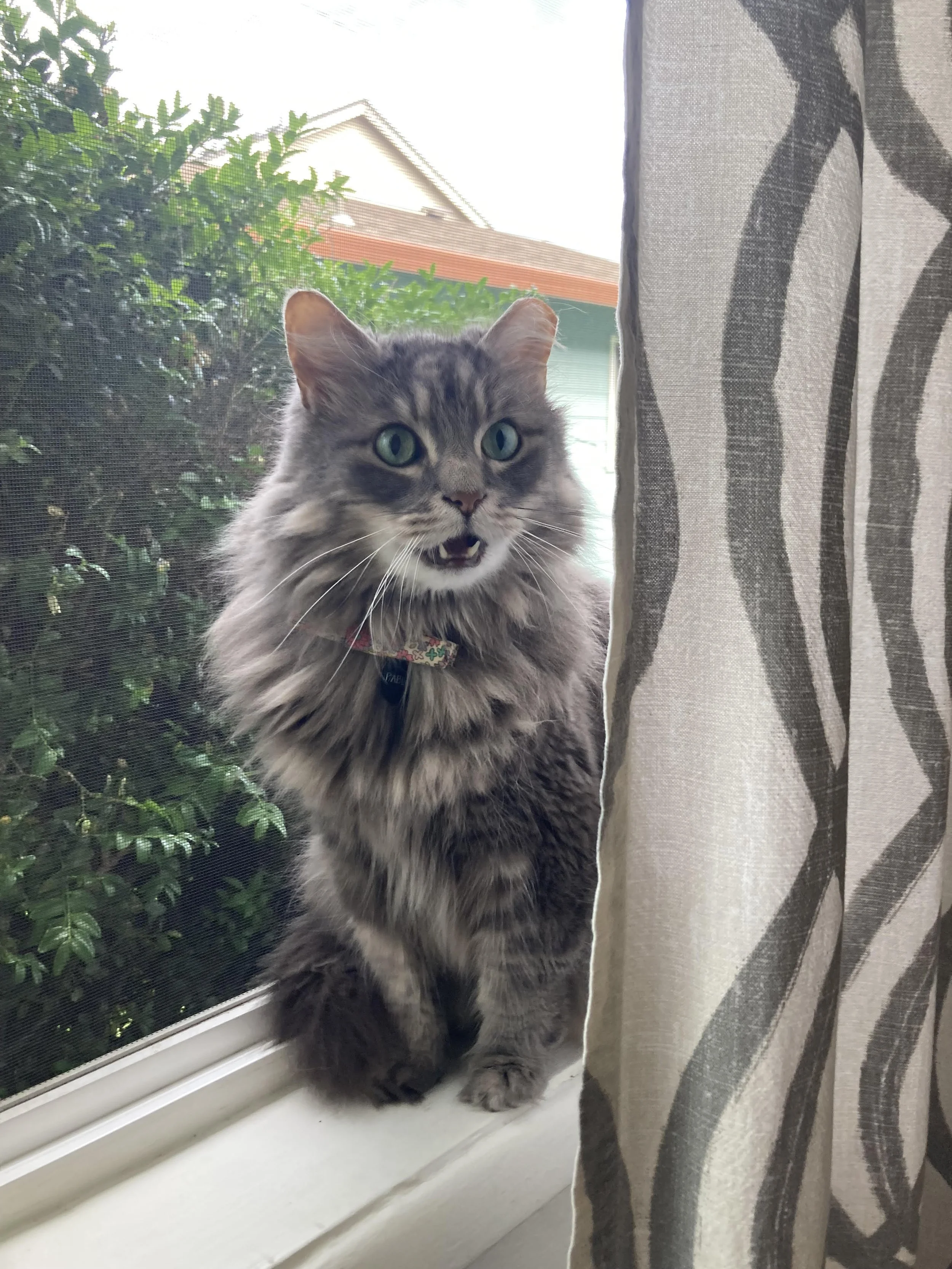 A fluffy gray and white cat meows.