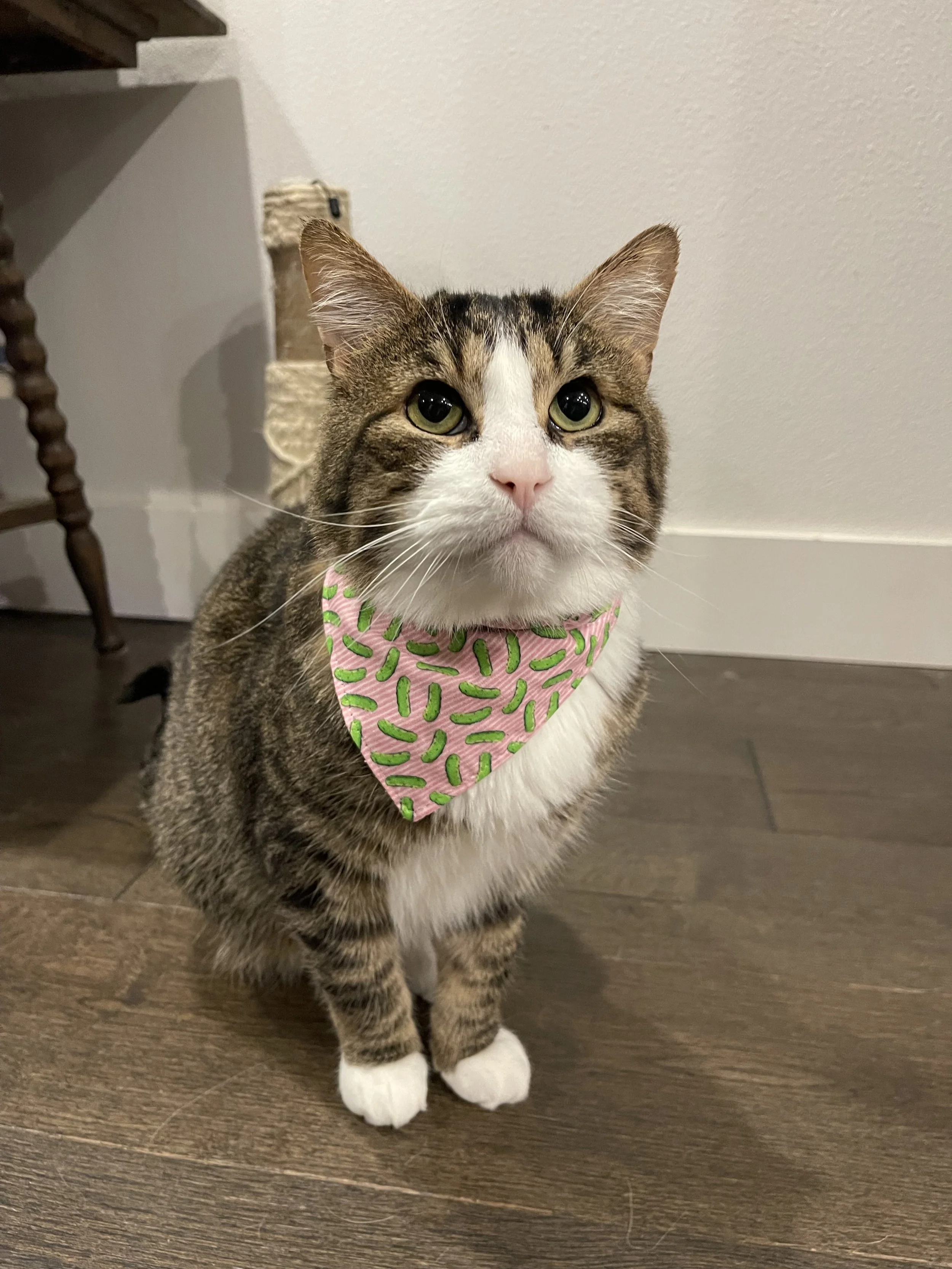 A brown and white cat wears a bandana.