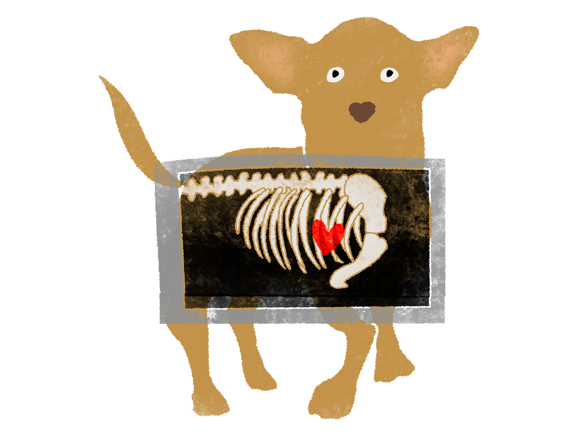 A drawing of a brown dog with big ears stands with an x-ray in front of him.