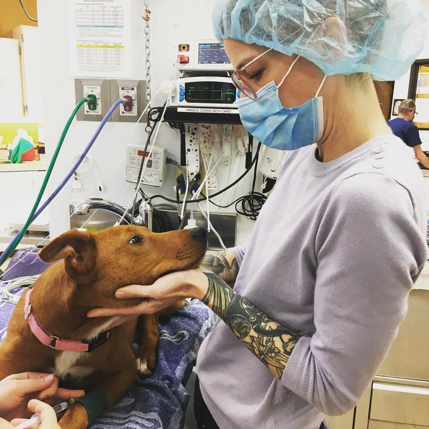 Becky holds the chin of a dog on an exam table at the vet.