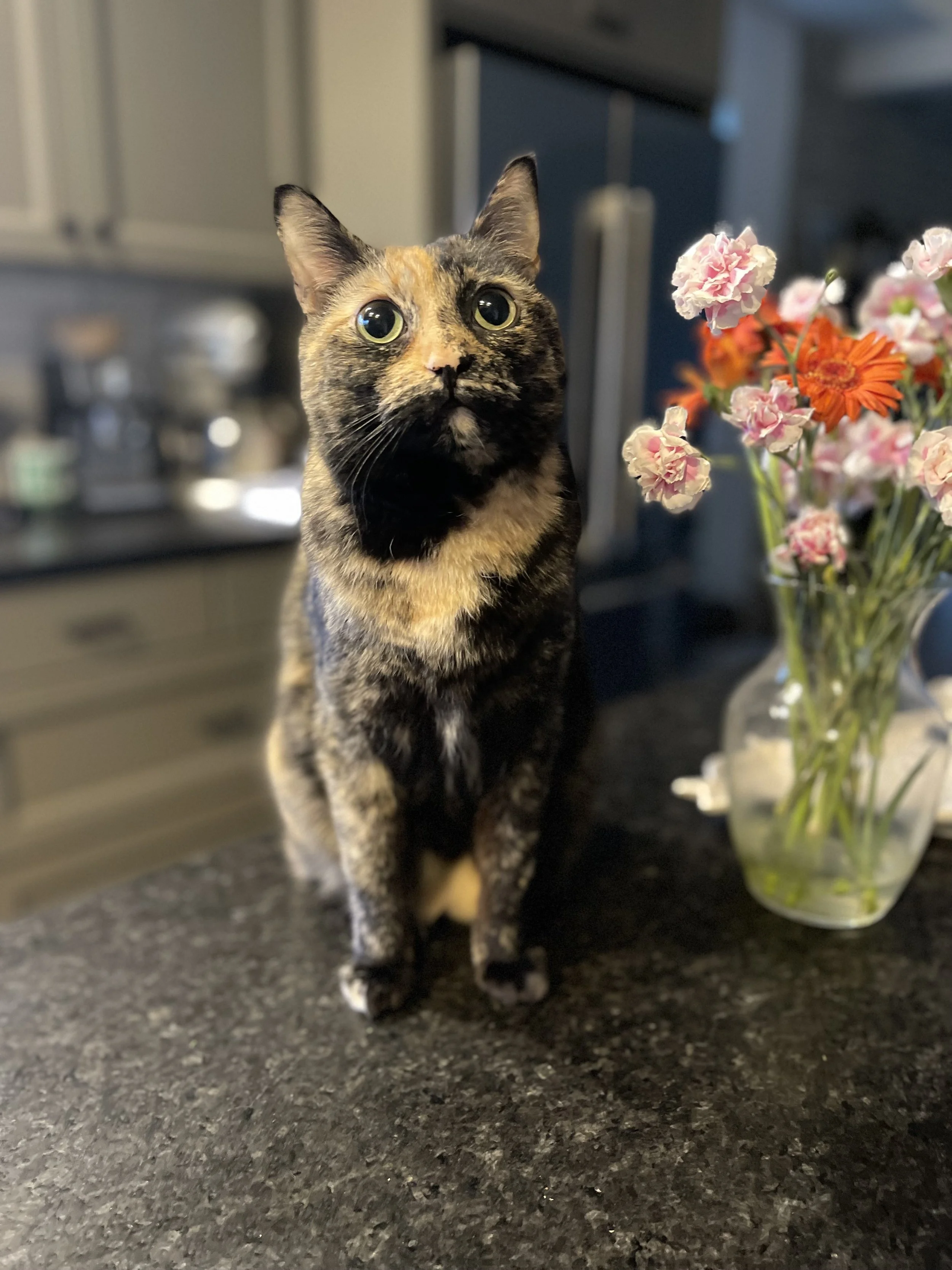 A black and orange cat looks up.