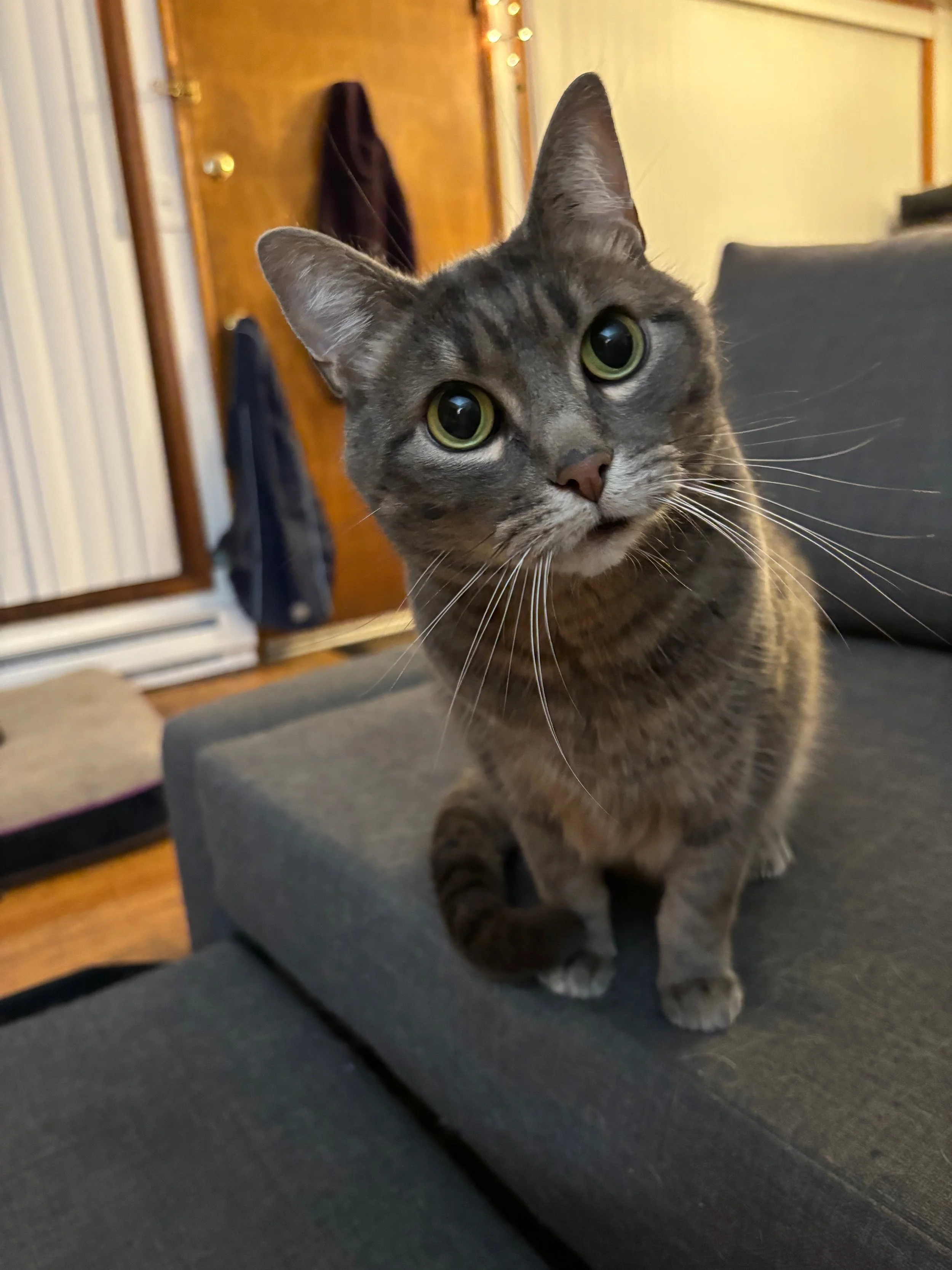 A gray cat looks at the camera.