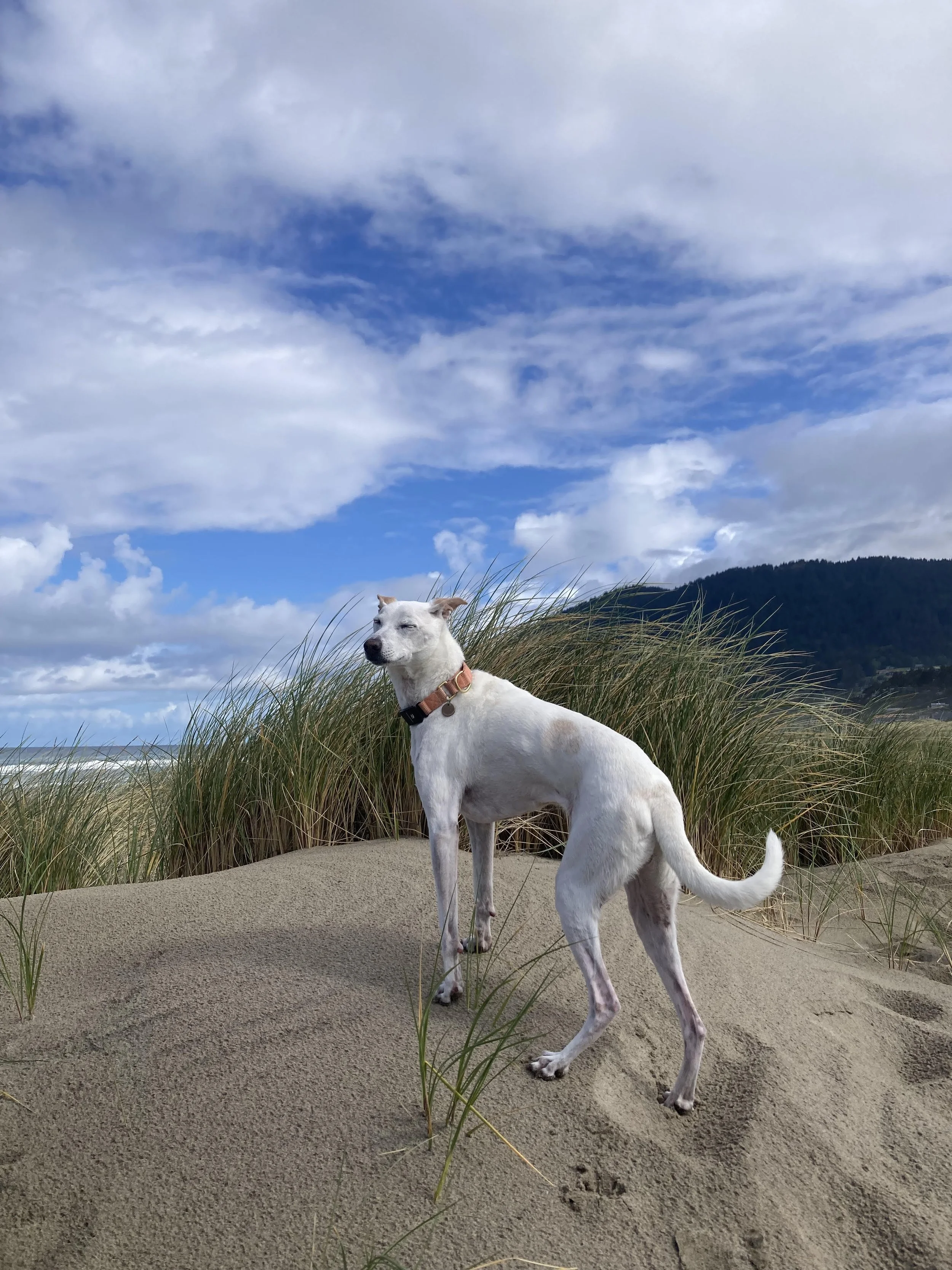 A white dog stands on the beach.