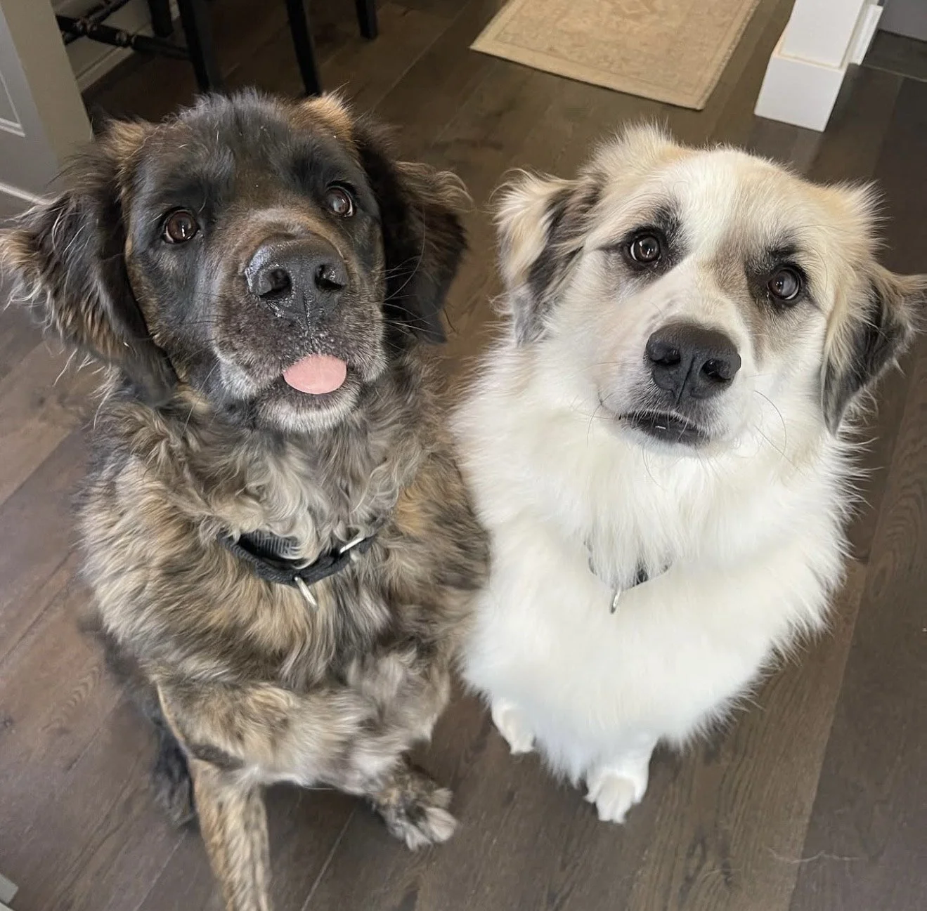 A white dog and a dark colored dog stand together and look up at the camera.