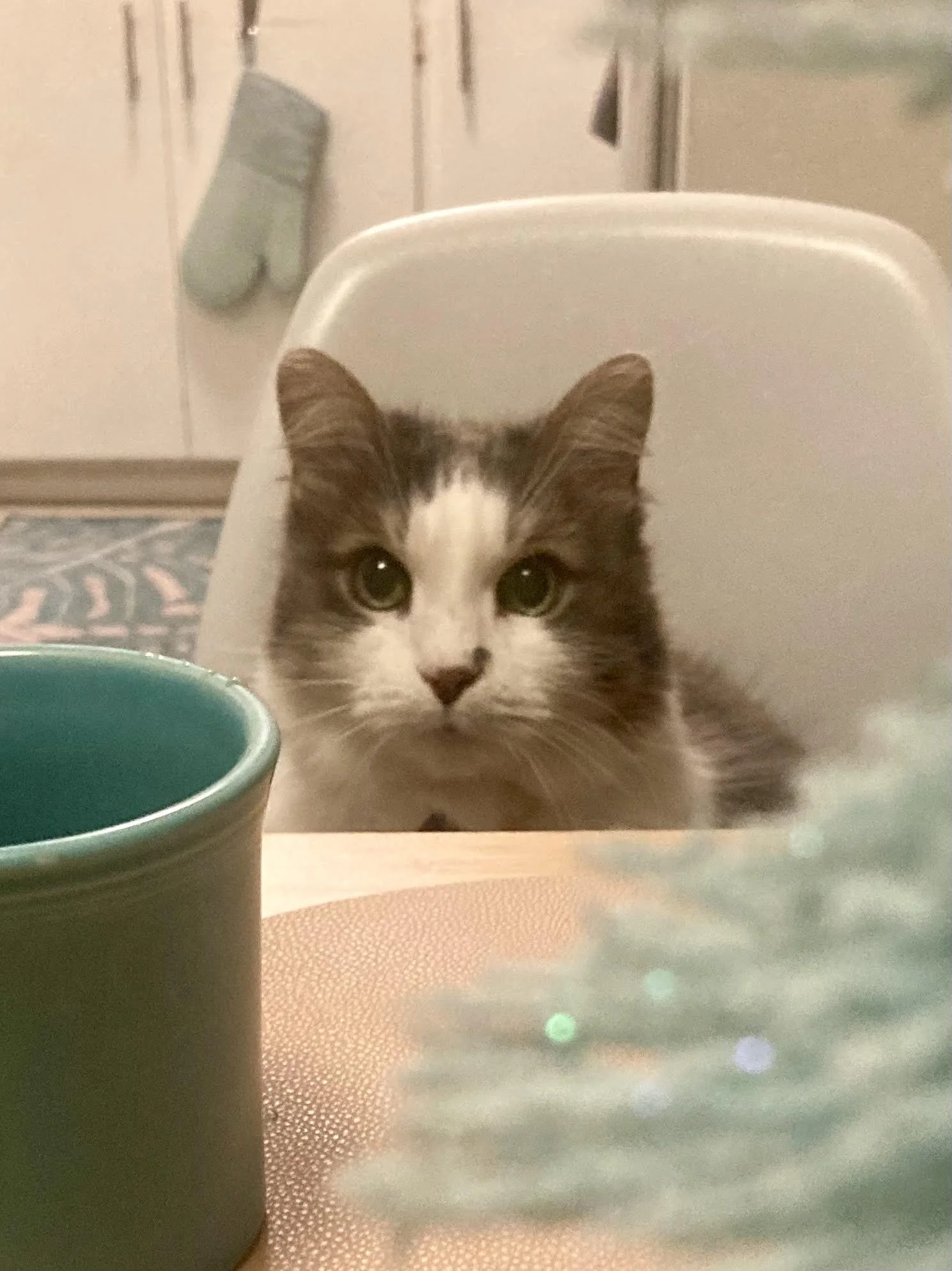 A white and gray cat looks at the camera.