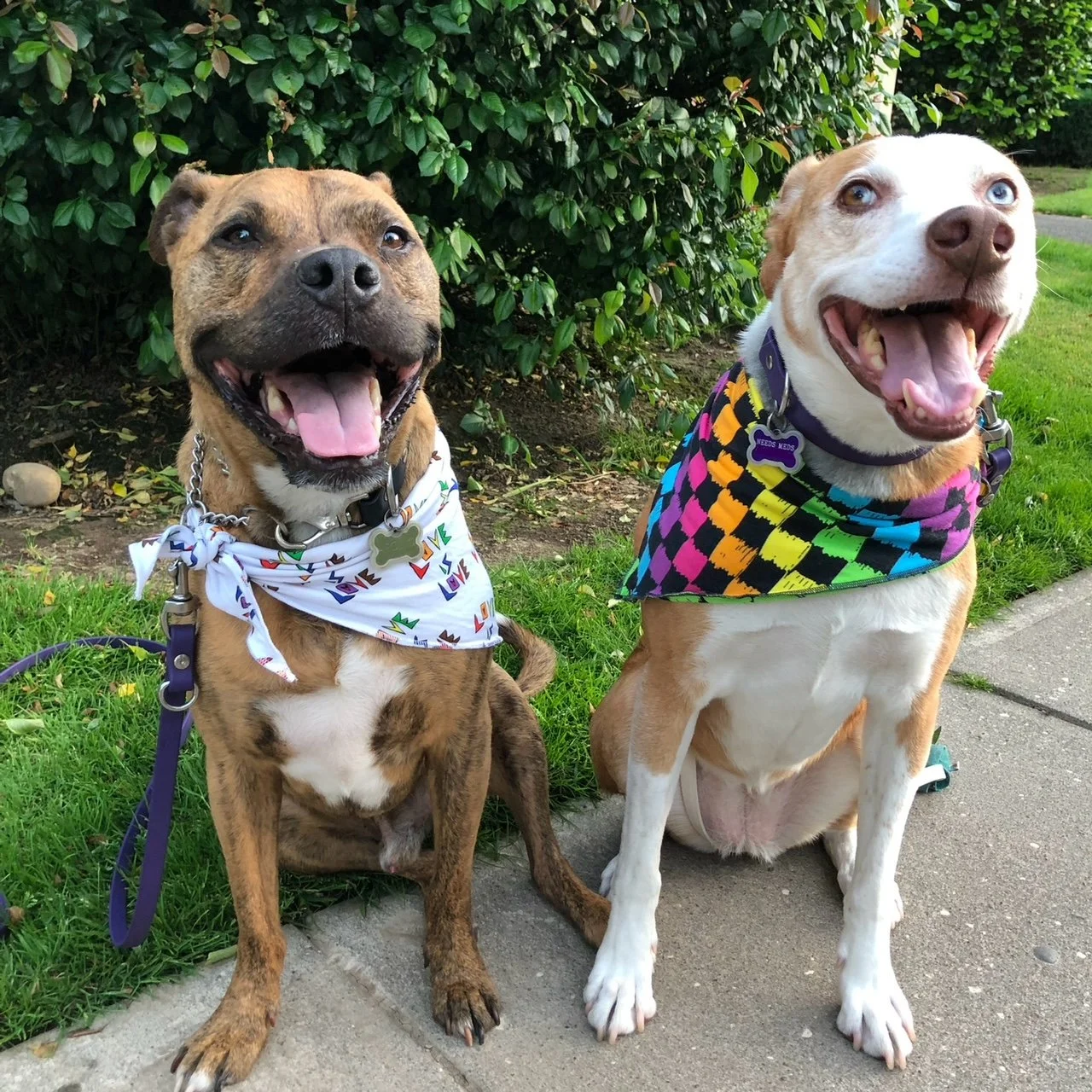 Two pit mixes in bandanas pose for the camera.