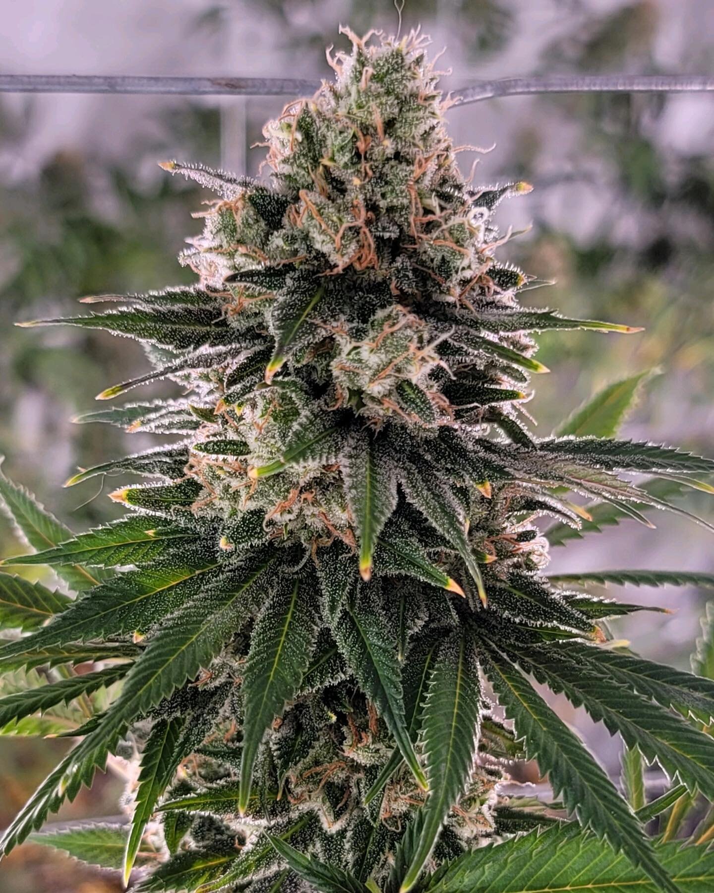 Been a minute since our last post. Been busy working!  We're getting ready to harvest this latest batch. Buds looking great. Still didnt get the plant size right for the vertical set up. Still learning! Heres one of our strains:  Applehead. Aka Beef.