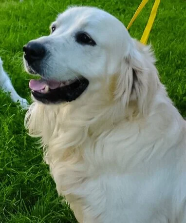 white long haired lab