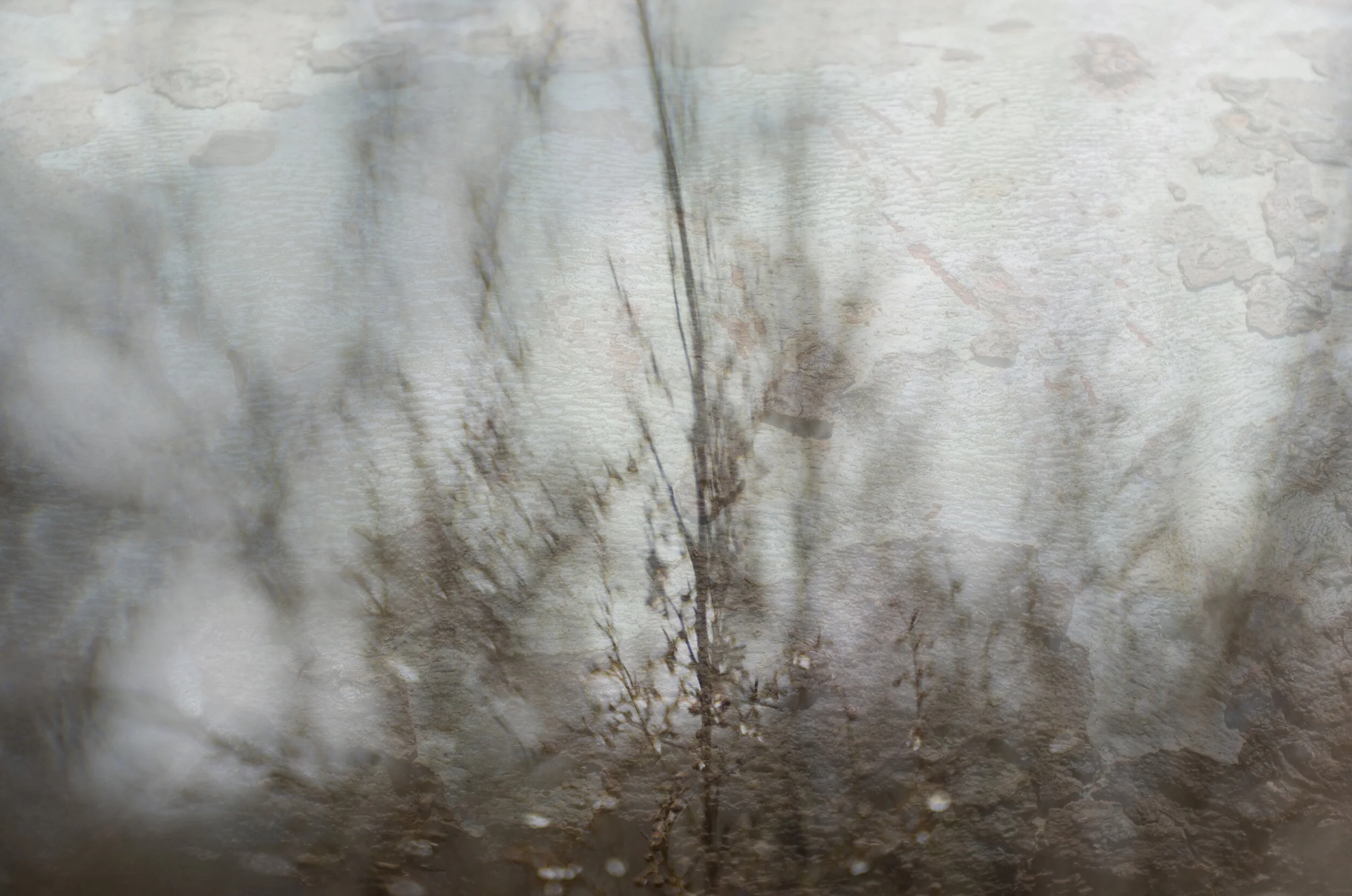 SYCAMORE